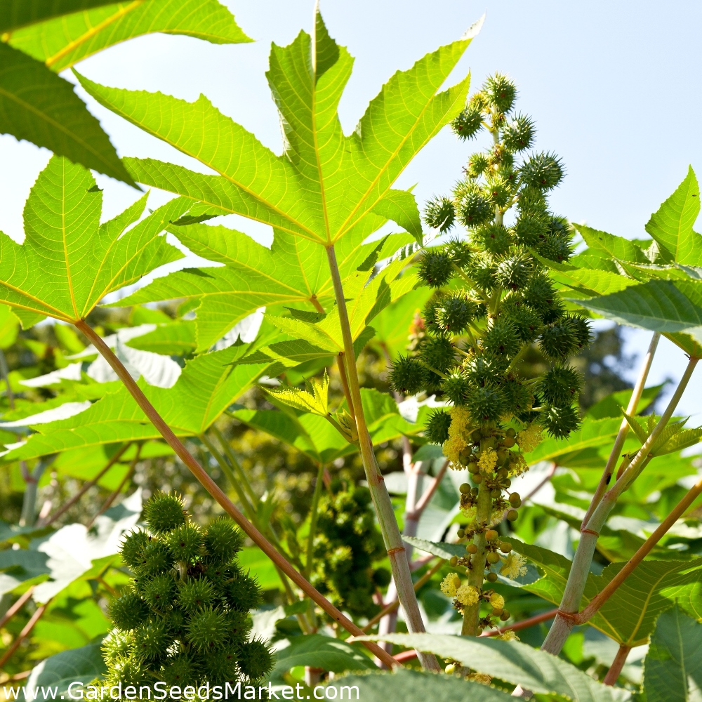 Castorina - Ricinus communis - 6 semințe – Garden Seeds Market | Transport  gratuit