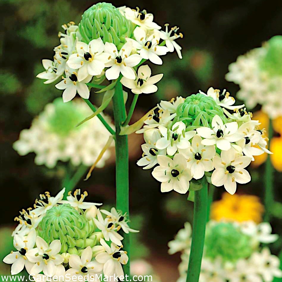Ornithogalum saundersiae – Garden Seeds Market | Free shipping