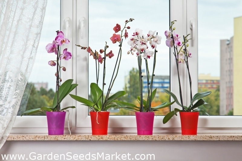 Lonec za orhideje - Orchidea - 12,5 cm - prozorno roza - – Garden Seeds  Market | Brezplačna dostava