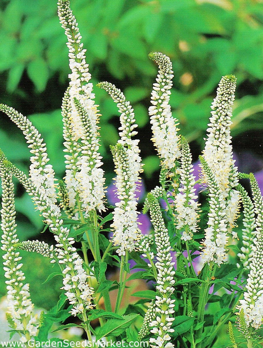 Corroderen Ondergeschikt Vooruitgang Aarereprijs - wit - Veronica spicata – Garden Seeds Market | Gratis  verzending