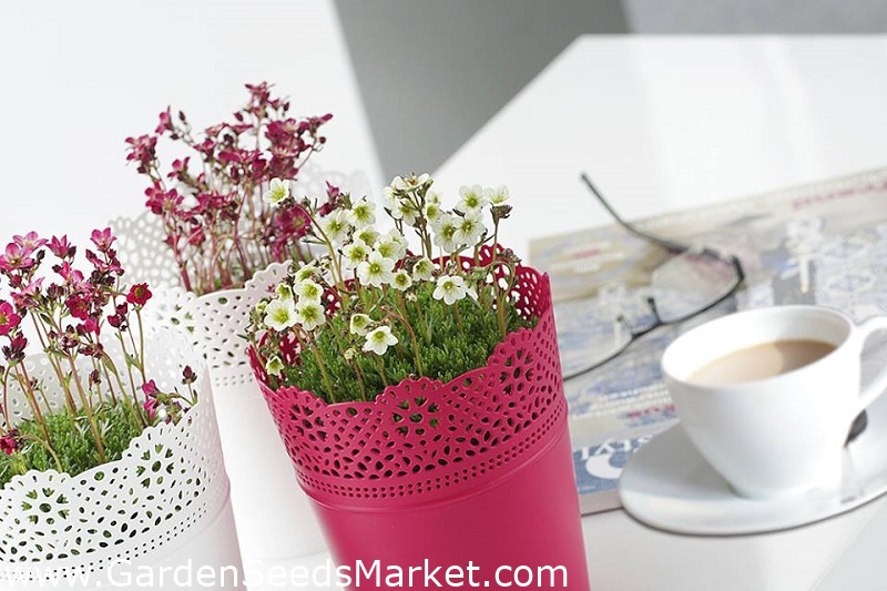 Runder Blumentopf mit Spitze - 13,5 cm - Spitze - Weiß - – Garden Seeds  Market | Kostenloser Versand