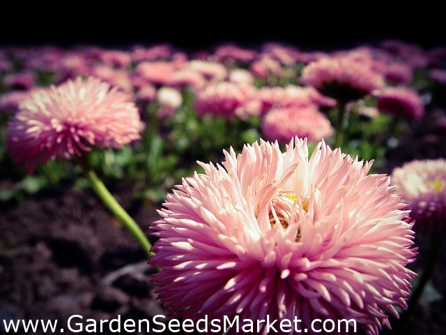Tusensköna - dubbla blommor - Maria - rosa - 600 frön - Bellis perennis  grandiflora. – Garden Seeds Market | Gratis frakt