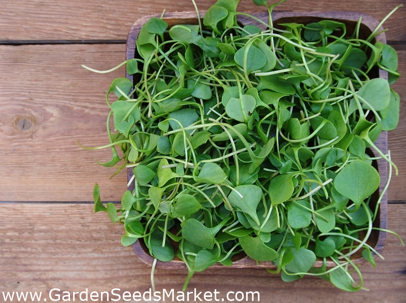 Watercress 400 Seeds Garden Seeds Market Free Shipping