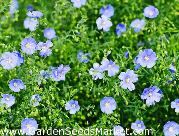 Lino perenne, lino azul, pelusa - 700 semillas - Linum perenne – Garden  Seeds Market | Envío gratis
