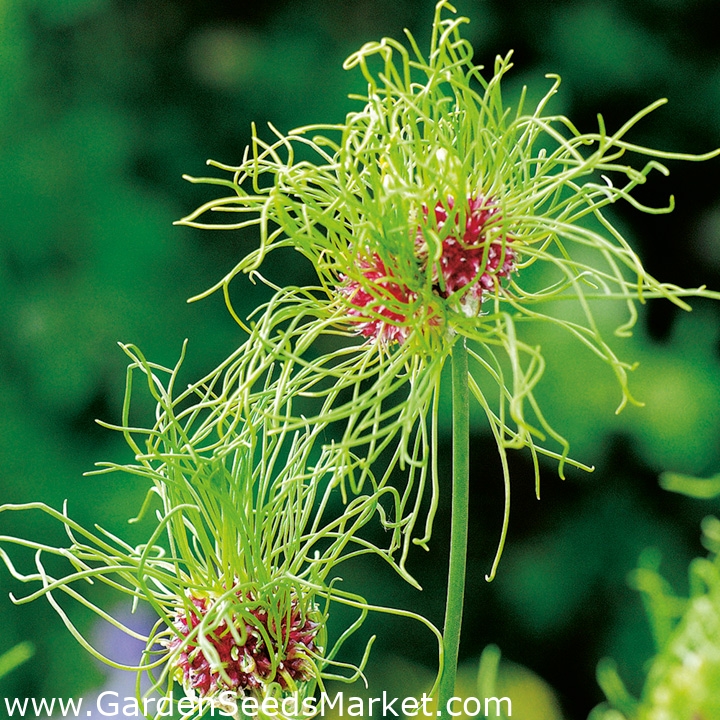 Divoký cesnak Vlasy - fuzzy kvety - veľké balenie! - 50 ks; cibuľová tráva,  cesnak, cesnak - – Garden Seeds Market | Doprava zdarma