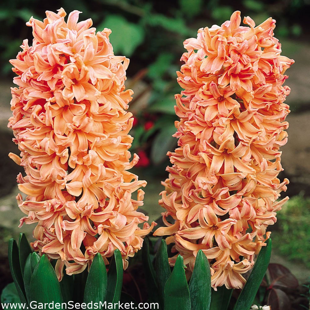 Jacinthe - Gipsy Queen - paquet de 3 pièces - Hyacinthus – Garden Seeds  Market | Livraison gratuite