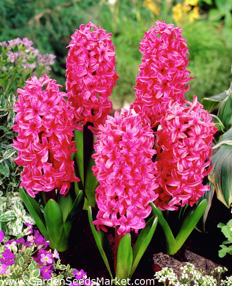 Jacinthe d'Orient - Pink Pearl - paquet de 3 pièces - Hyacinthus orientalis  – Garden Seeds Market | Livraison gratuite