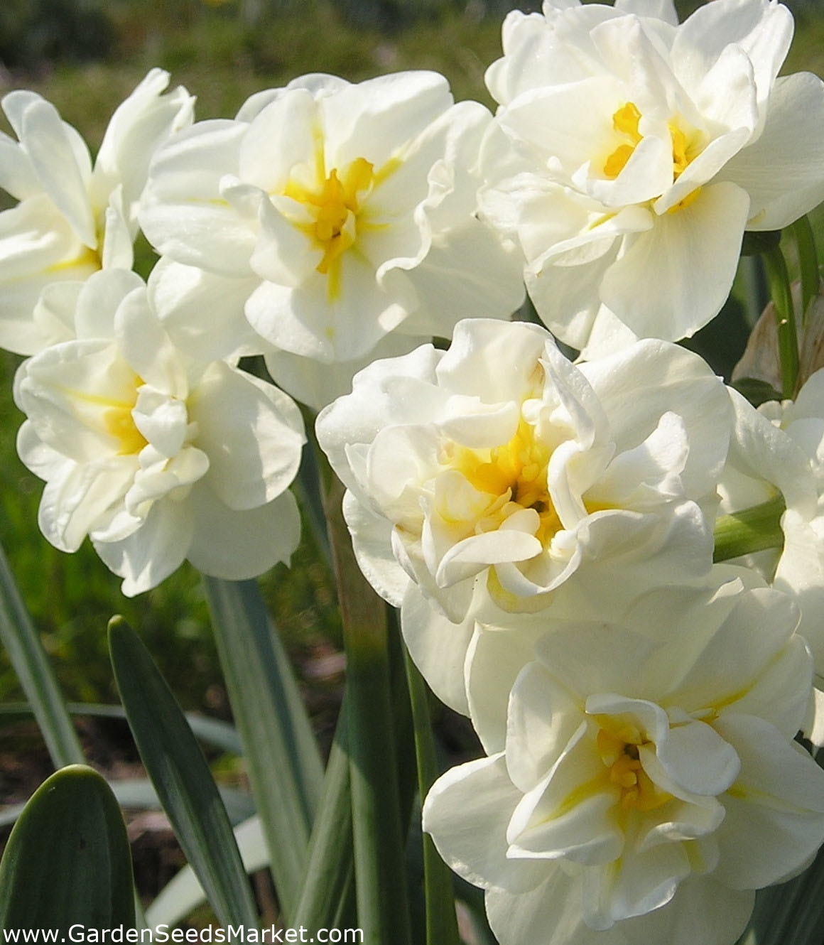 Narcissus Cheerfulness - Daffodil Cheerfulness - 5 bulbs – Garden Seeds ...