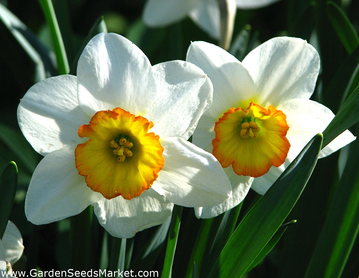 Narcissus Flower Record Daffodil Flower Record 5 bulbs Garden