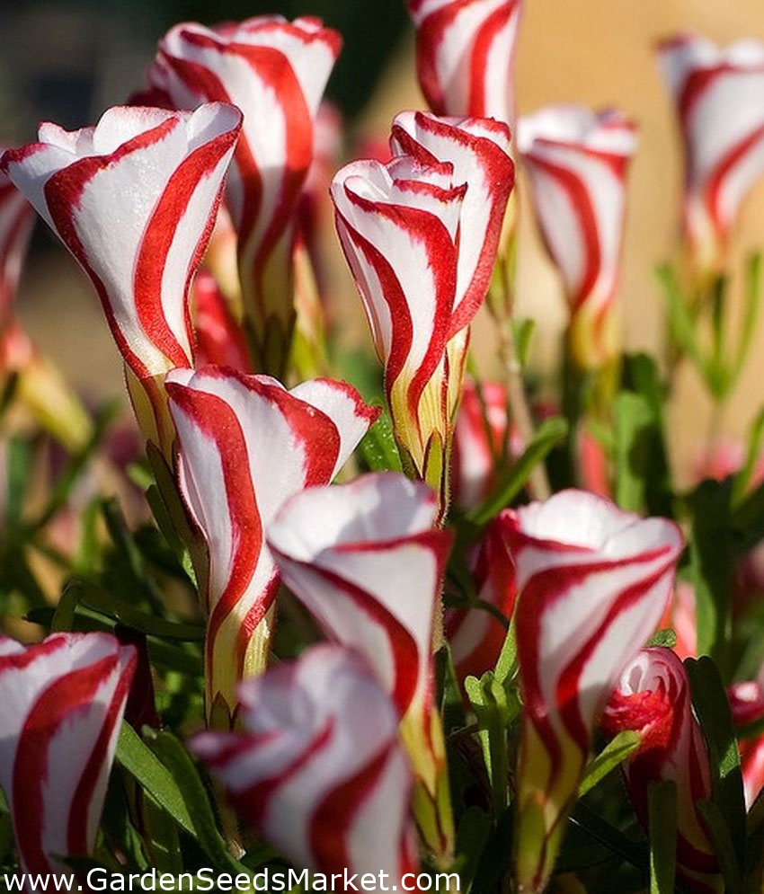 Оксалис Семена Купить В Спб