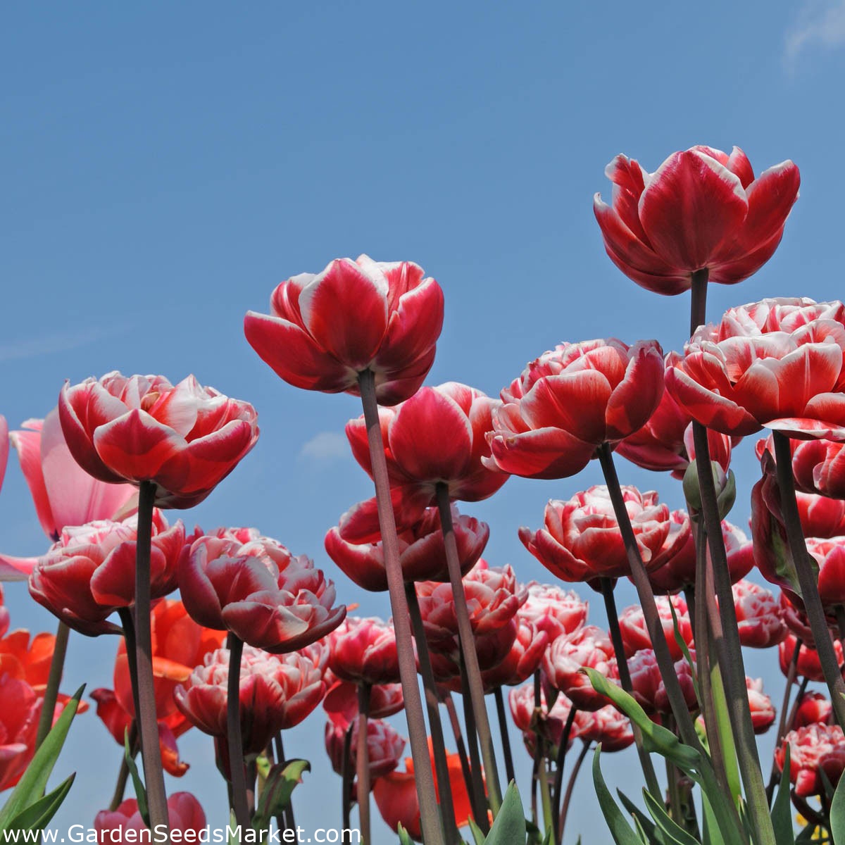 Tulipa Drumline - Tulip Drumline - 5 bulbs – Garden Seeds Market | Free ...
