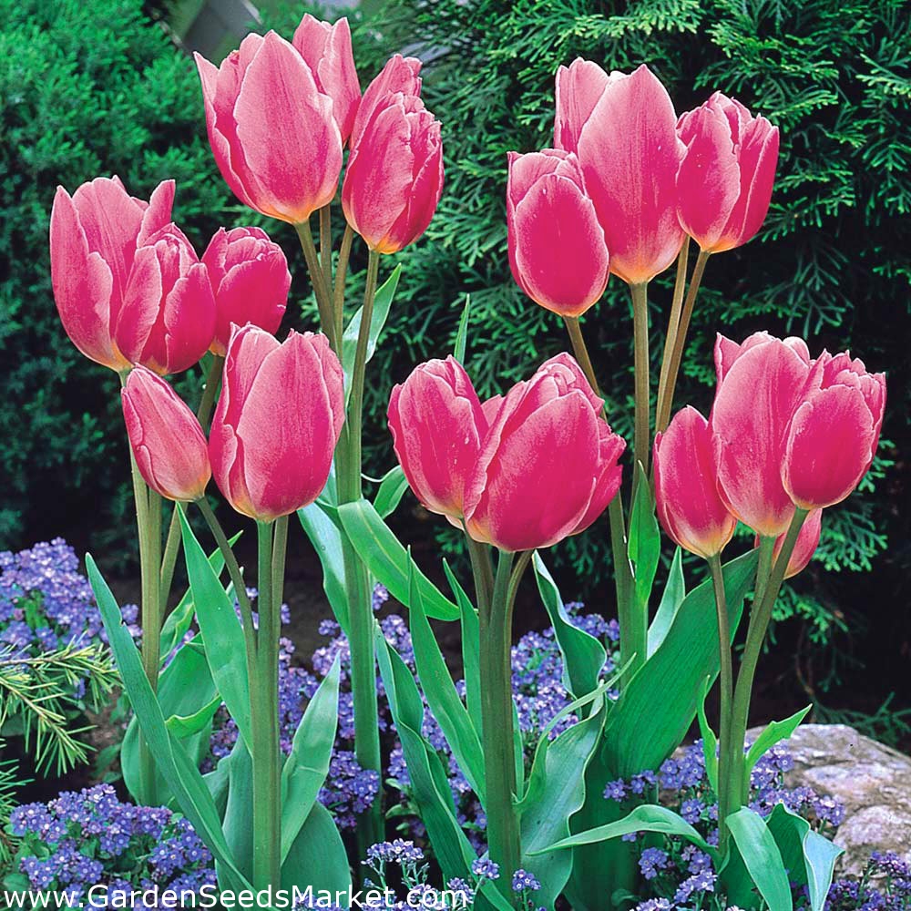 Тюльпан вайс берлинер. Тюльпан коттон кэнди. Тюльпан антуанетта многоцветковый. Тюльпан многоцветковый кэнди клаб. Тюльпан кэнди клаб.