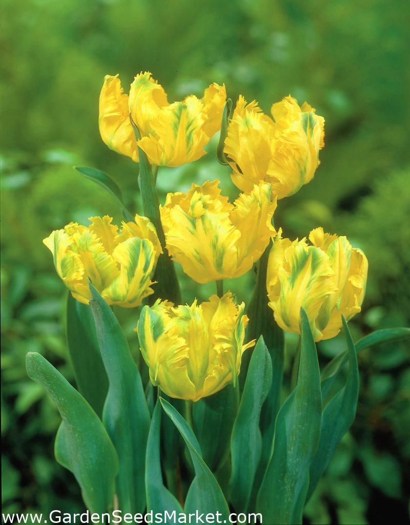 Tulipa Texas Gold Tulip Texas Gold 5 bulbs Garden