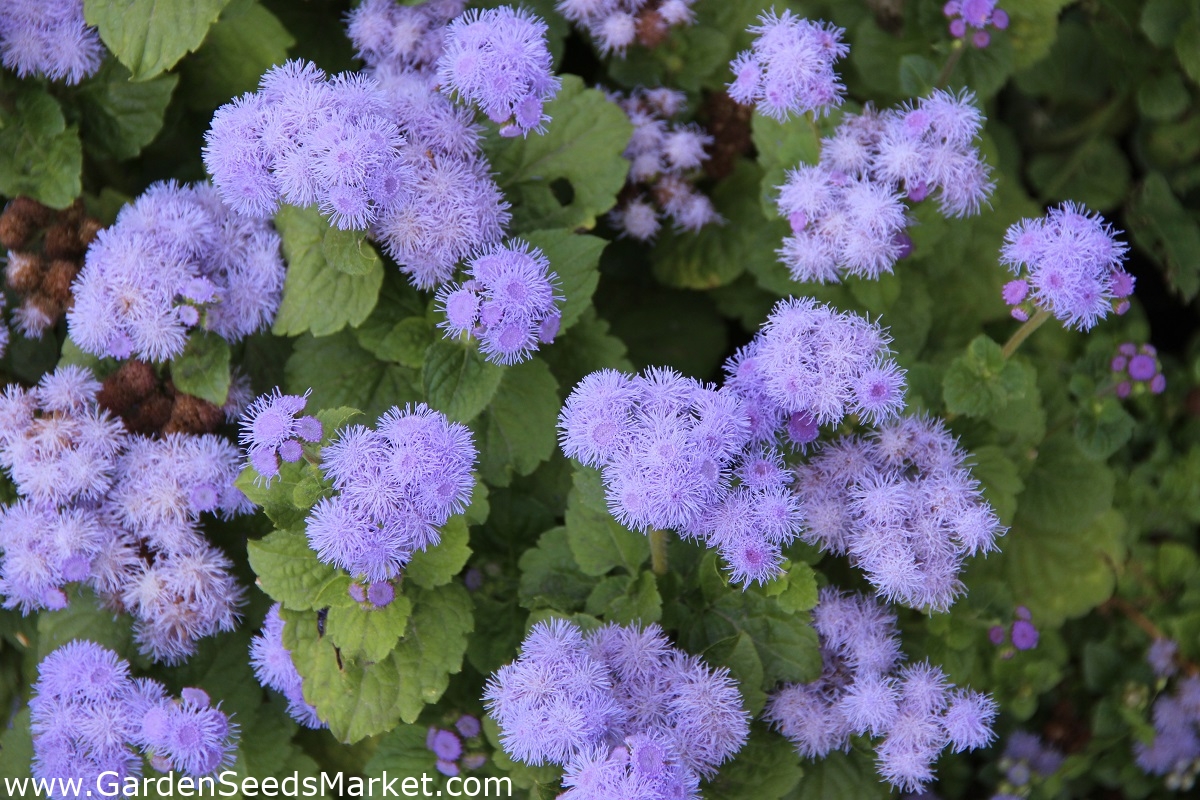 フロスフラワー ブルーミンク ブルーウィード 猫の足 メキシコの絵筆 青の多様性 10種子 Ageratum Houstonianum シーズ Garden Seeds Market 送料無料