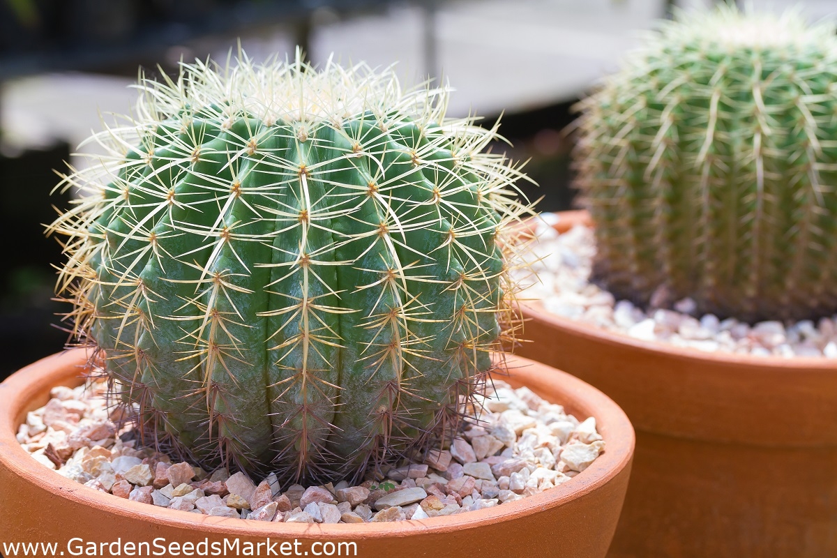 Gyllen fat kaktus, gylden ball - Svigersønn pute - 65 frø - Echinokaktus  grusonii – Garden Seeds Market | Gratis frakt