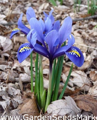 ирис бородатый блашинг пинк. ирис 80. обои на рабочий стол ирисы. касатик безлистный. ирис спуриа сорта.