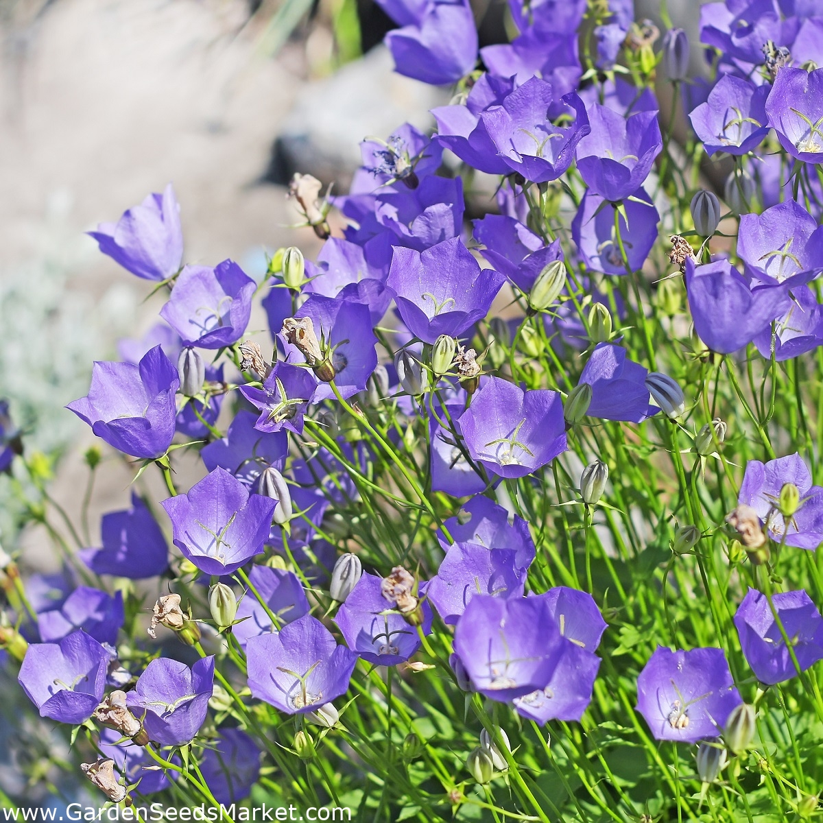 タッソクベルフラワー カルパティアハーレベル ブルーバラエティ 6500種子 Campanula Carpatica シーズ Garden Seeds Market 送料無料