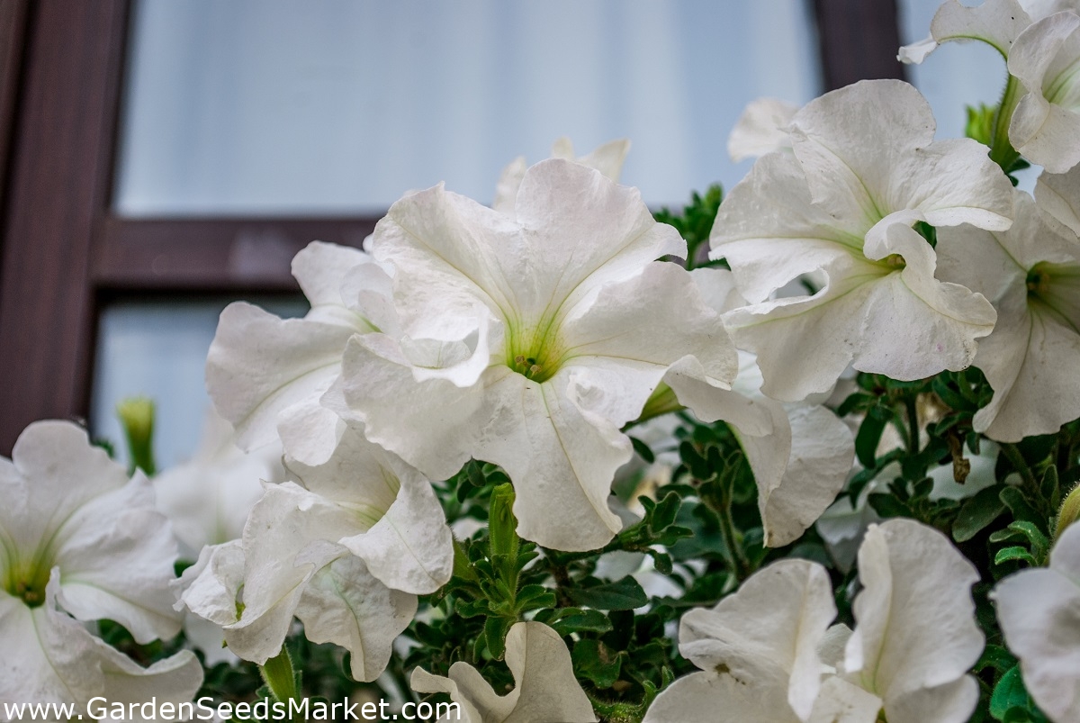 ペチュニア カスケード 白 160種子 Petunia X Hybrida Pendula シーズ Garden Seeds Market 送料無料