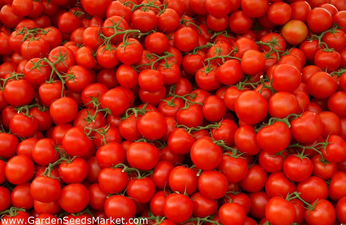 トマト サムライ 畑の品種 Lycopersicon Esculentum シーズ Garden Seeds Market 送料無料