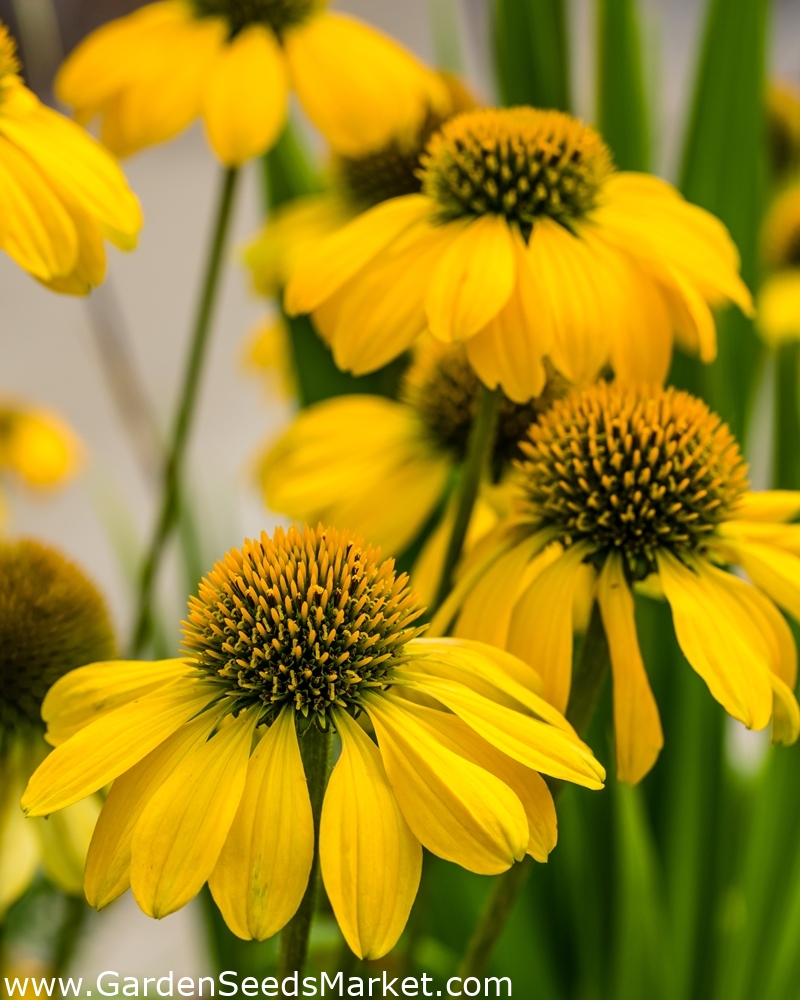 Yellow coneflower, Bush’s purple coneflower - seeds – Garden Seeds