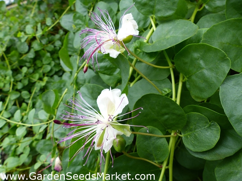 Kapers - Capparis spinosa - frø – Garden Seeds Market | Gratis frakt