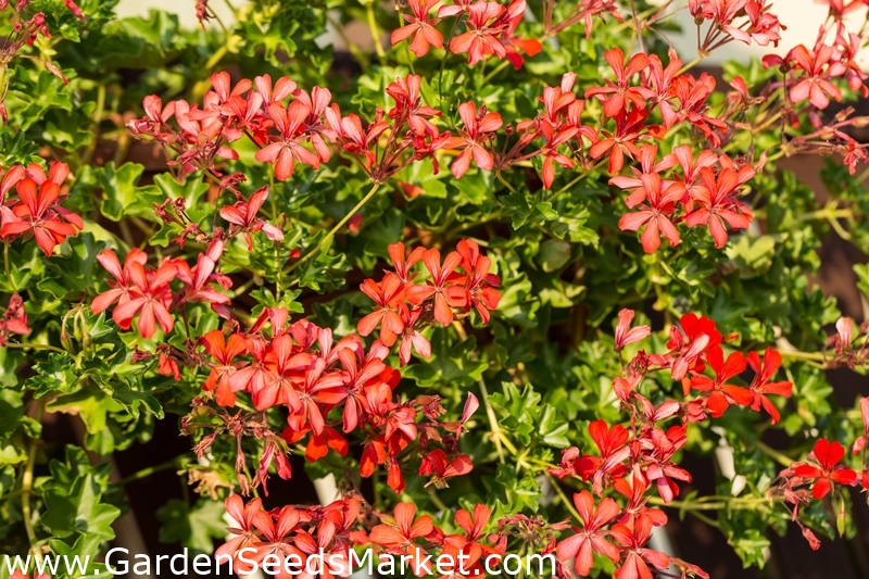 Ivy Leaf Geranium Sdy Mixed Cascading 10 Seeds Ivy Leaf Geranium Sdy Mixed Cascading 10 Seeds