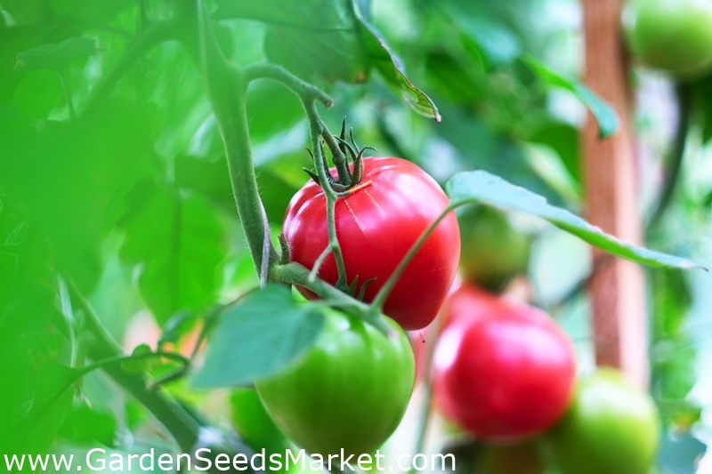 Tomato Pink Wonder Raspberry Greenhouse Variety 7 Seeds Garden Seeds Market Free Shipping