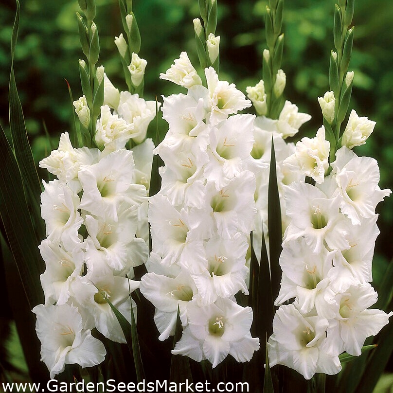 グラジオラスホワイトxxl 5球根 Gladiolus Garden Seeds Market 送料無料
