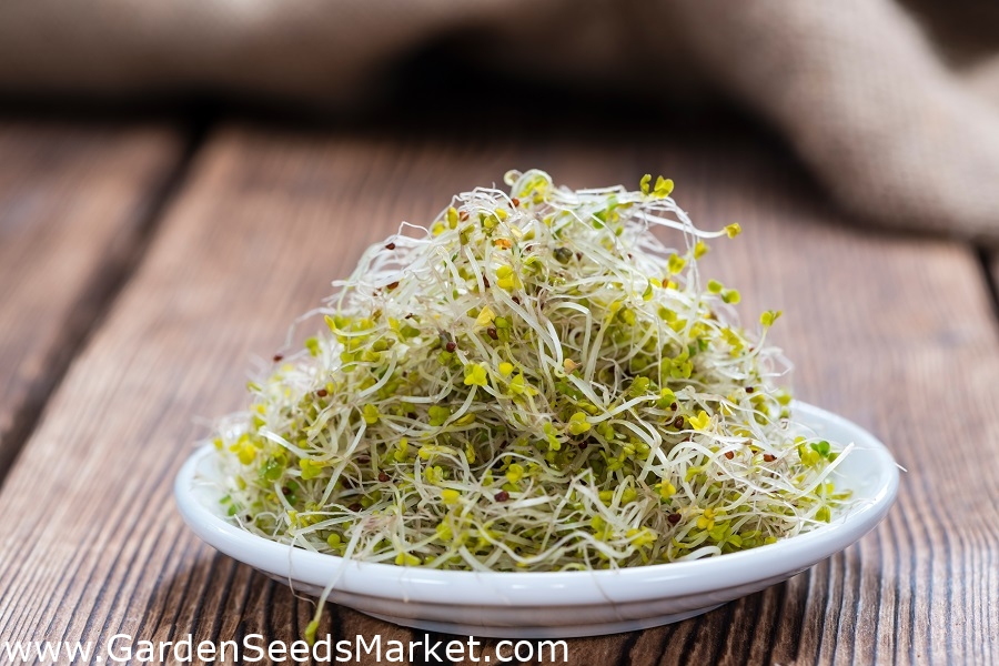 Semi Di Germogli Di Broccoli Bio - 3000 Semi Biologici Certificati Per Coltivazione