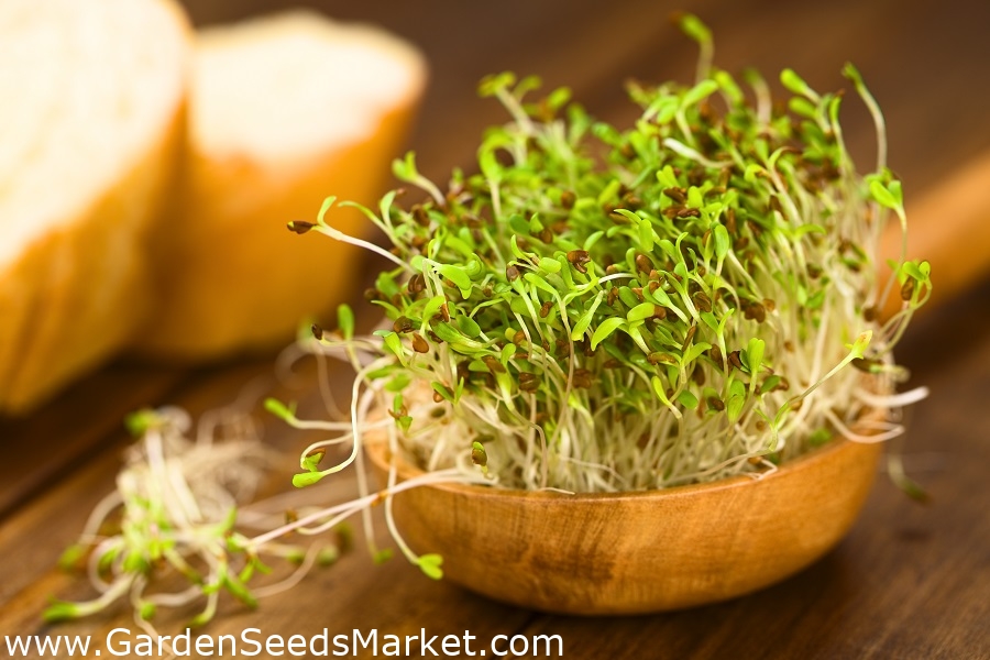 BIO - semená klíčenia z jeleňa obyčajného - certifikované organické semená;  lucerna - Medicago sativa – Garden Seeds Market | Doprava zdarma