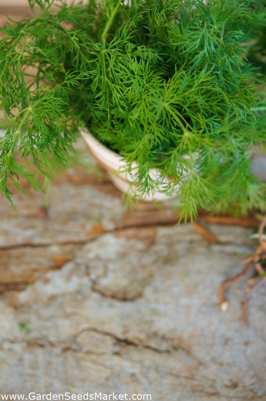 家庭菜園 ディル コンパクト 屋内とバルコニーでの栽培 2800種子 Anethum Graveolens L シーズ Garden Seeds Market 送料無料