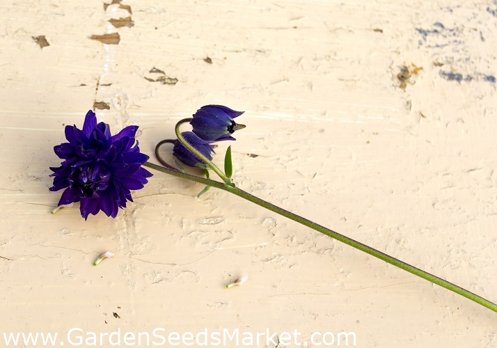 Közönséges harangláb - Blue Barlow - Aquilegia vulgaris – Garden Seeds  Market | Ingyenes szállítás
