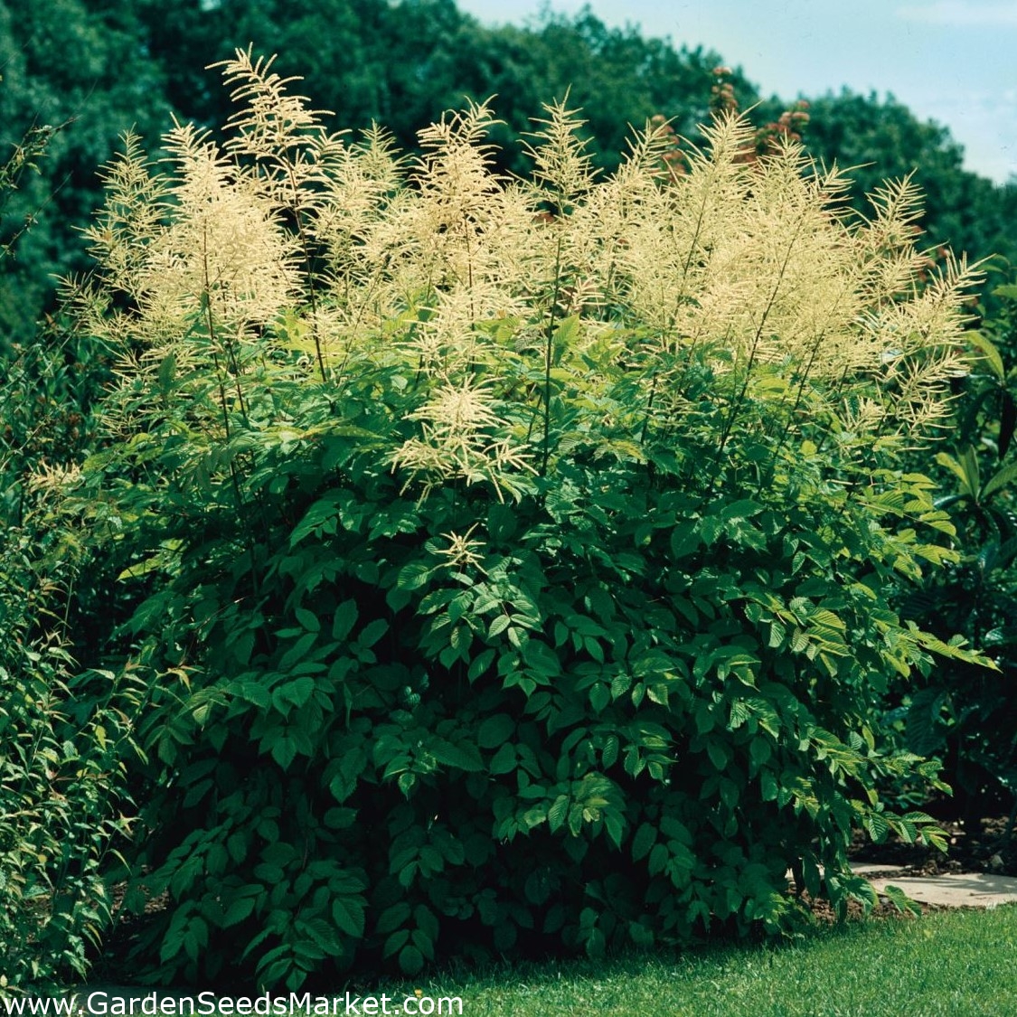 Волжанка обыкновенная (Aruncus dioicus)