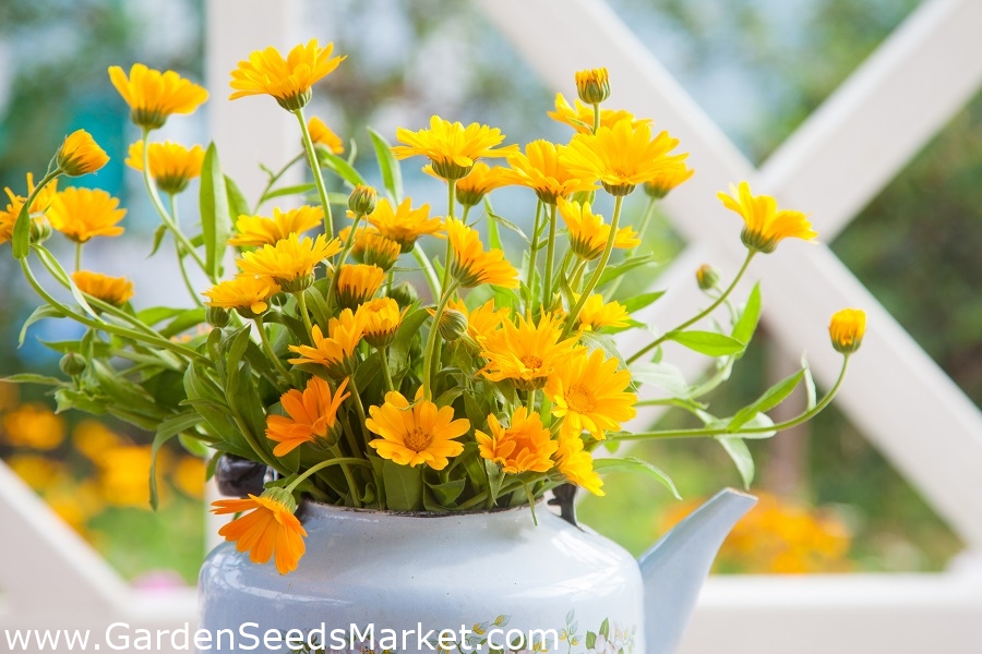 Home Garden - Calendula "Bon Bon" in vaso per coltivazione indoor e balcone  - 240 semi - Calendula officinalis – Garden Seeds Market | Spedizione  gratuita