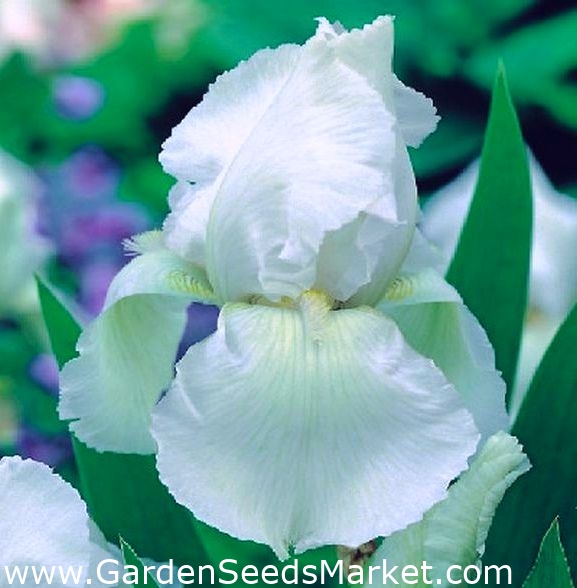 Iris d'Allemagne - blanc - Iris germanica – Garden Seeds Market | Livraison  gratuite