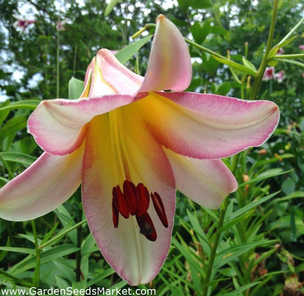 Liljesläktet - Beijing Moon - Lilium Beijing Moon – Garden Seeds Market ...