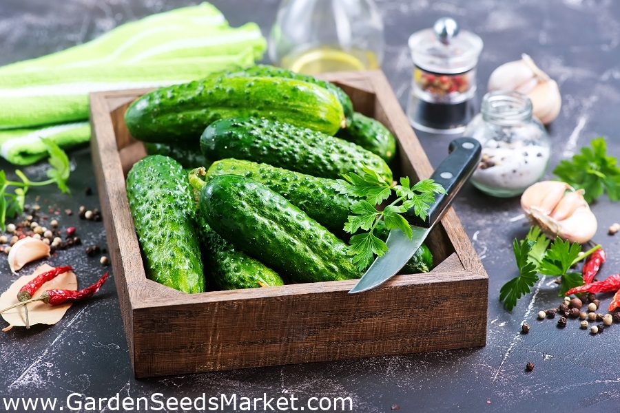 きゅうり Izyd F1 畑 漬物 中世初期 250の種 Cucumis Sativus シーズ Garden Seeds Market 送料無料