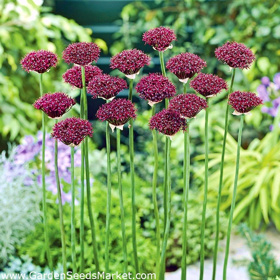 Allium Atropurpureum - 5 bulbs – Garden Seeds Market | Free shipping