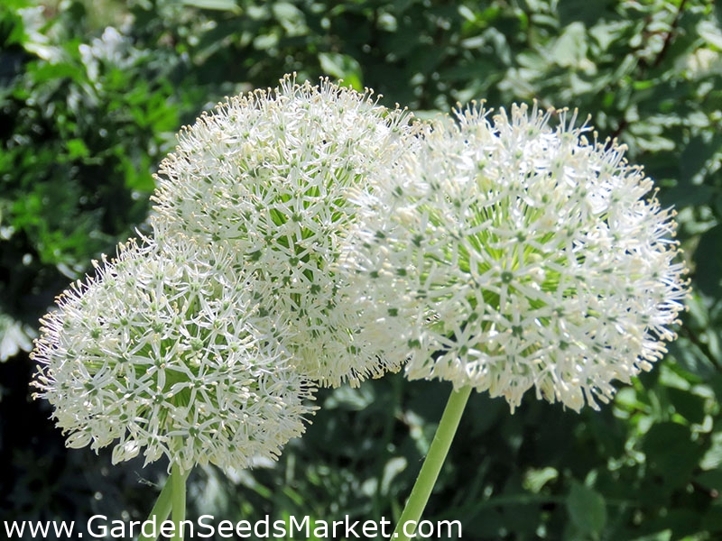 アリウムホワイトジャイアント 球根/塊茎/根 Allium White Giant Garden Seeds Market 送料無料