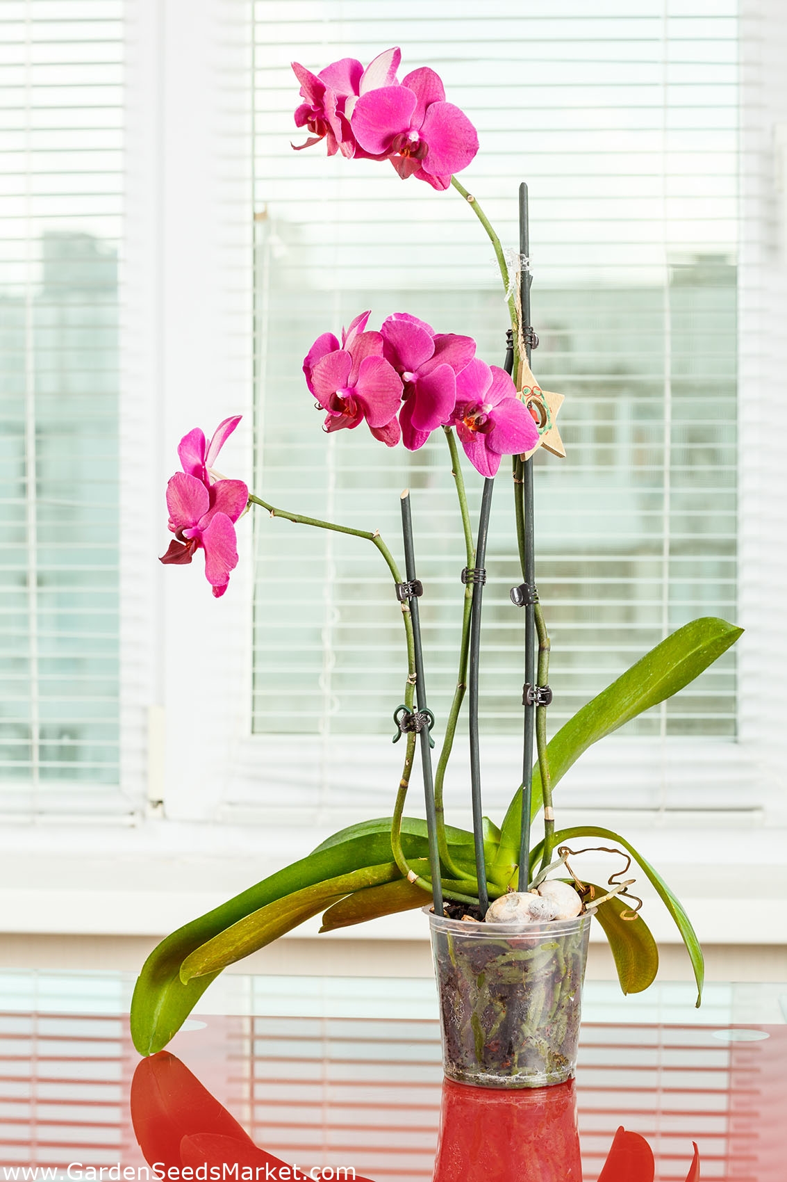 Clear Orchid Pot 21 cm