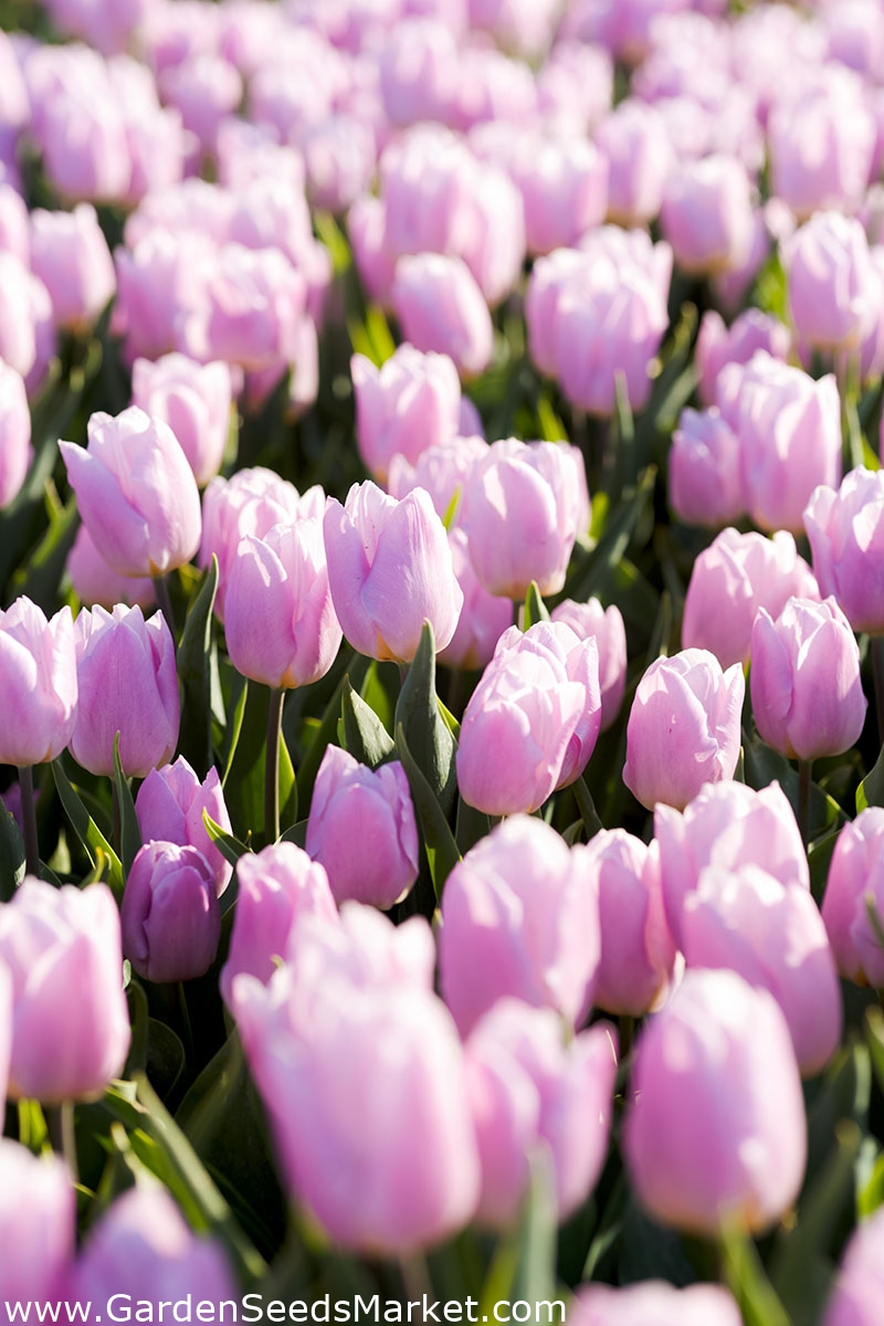Tulipa Alibi - Tulip Alibi - 5 bulbs – Garden Seeds Market | Free shipping