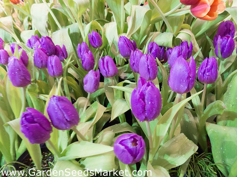 Tulipa Baby Blue Tulip Baby Blue 5 bulbs Garden Seeds Market