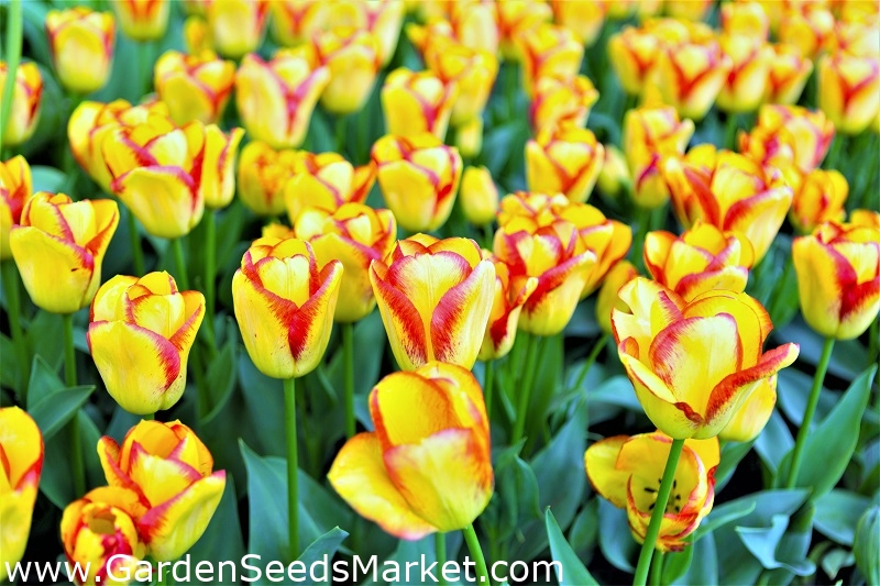 Tulipa Cape Town Tulip Cape Town 5 bulbs Garden Seeds Market