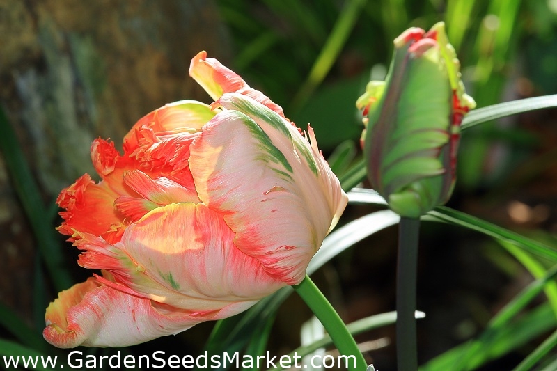 Tulpansläktet Parrot King - paket med 5 stycken - Tulipa Parrot King ...