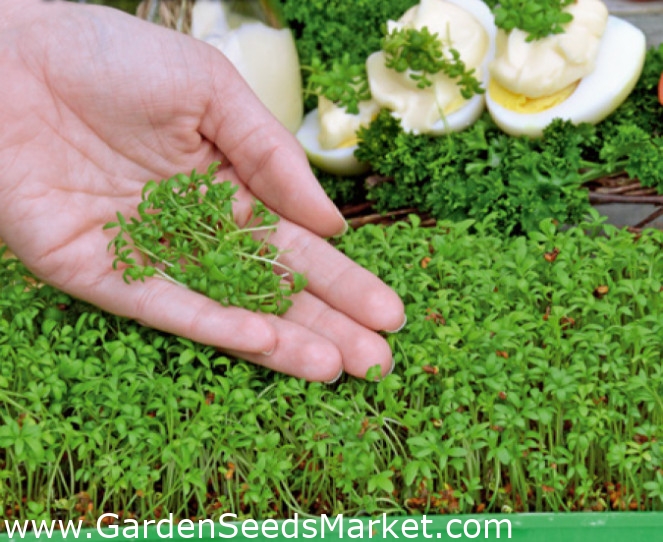 Greek garden cress