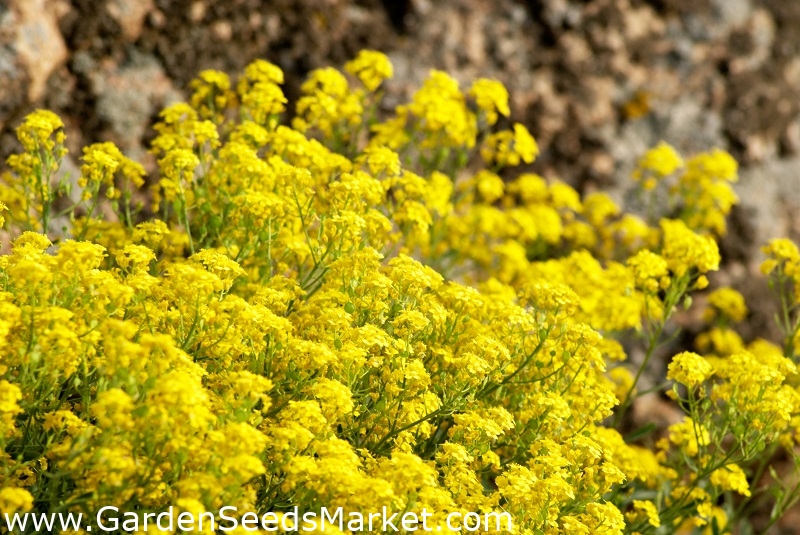 Graines Alyssum Saxatile (Panier D'or) - 500 Graines - Plante Vivace Tapissante Jaune - Pour Rocailles, Bordures