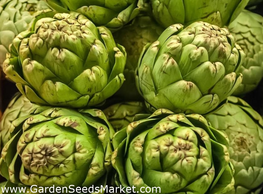 Artisjokk - Gros Vert de Laon - 10 frø - Cynara scolymus – Garden Seeds  Market | Gratis frakt