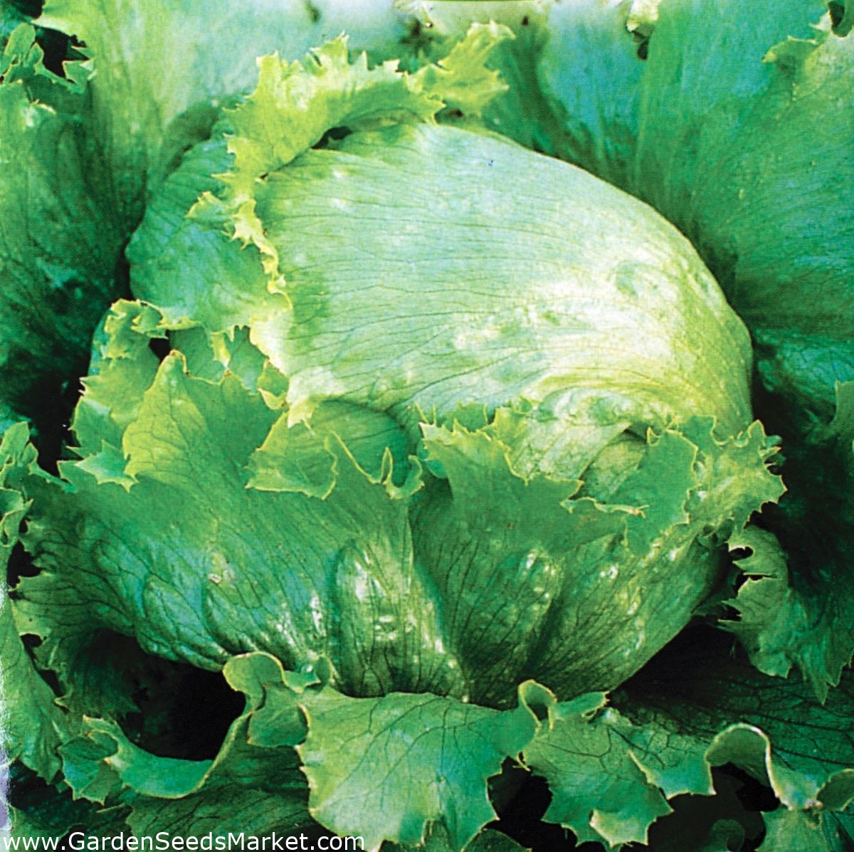 Lactuca sativa 200 Semillas Lechuga iceberg Vegetable Seeds 