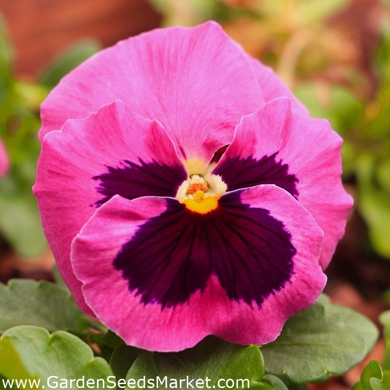 Pensée des Jardins - Viola x wittrockiana - Laura - 320 graines - Rose –  Garden Seeds Market | Livraison gratuite