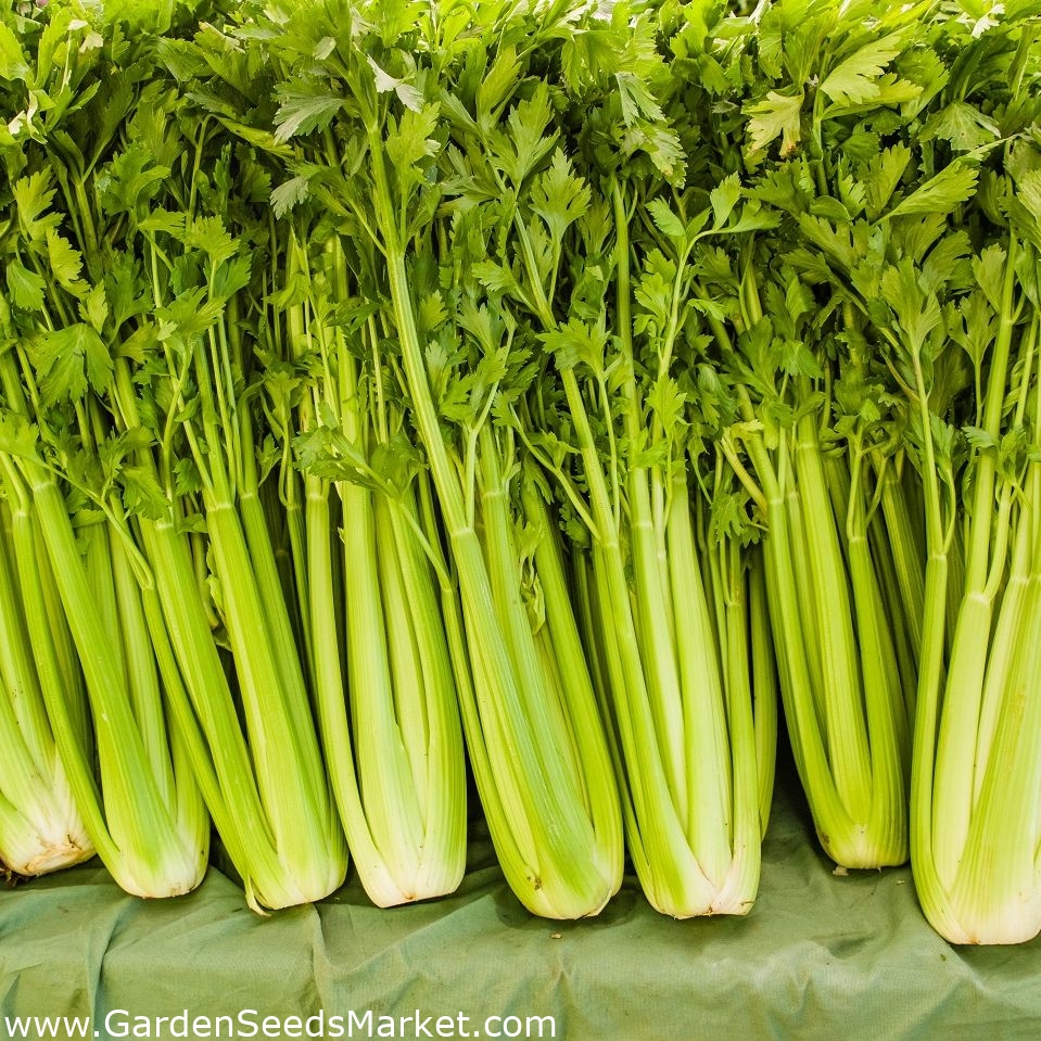 Cellery Giant Pascal 真の巨人 リーフセロリ 900粒 Apium Graveolens シーズ Garden Seeds Market 送料無料